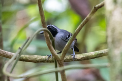 Myrmoborus myotherinus