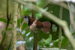 Gymnopithys leucaspis