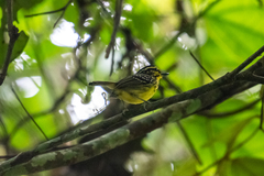 Hypocnemis hypoxantha