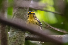 Hypocnemis hypoxantha