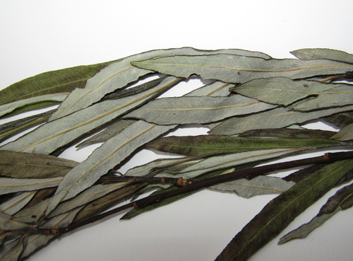 Salix rubra