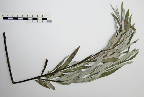 Salix × rubra, photograph 1