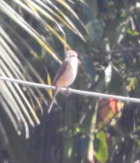 Brown Shrike