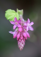 Ribes sanguineum glutinosum