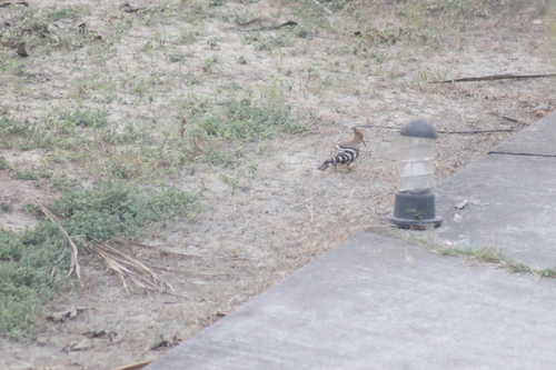 Common Hoopoe