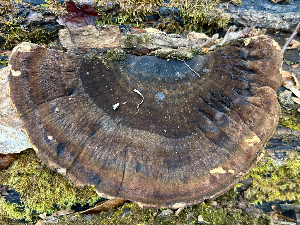Ischnoderma resinosum