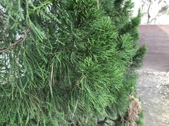 Juniperus chinensis