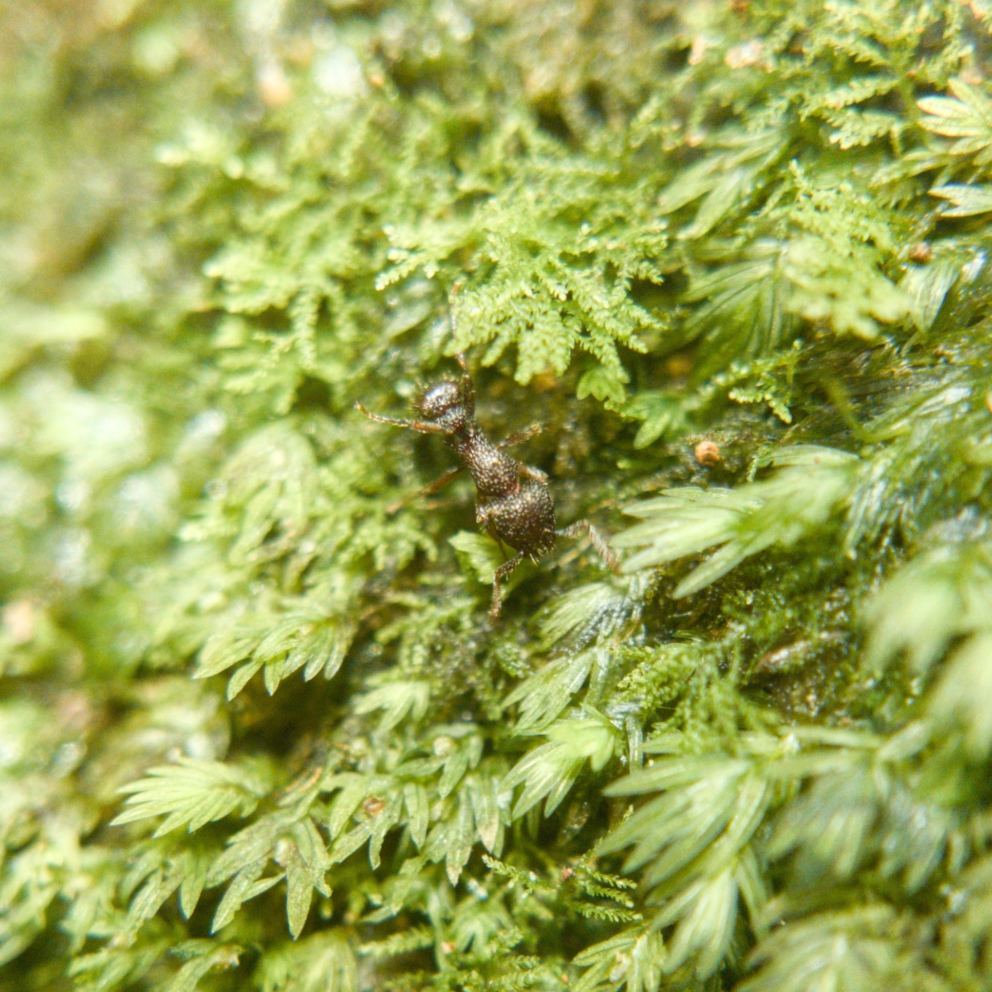 Tetramorium rugigaster