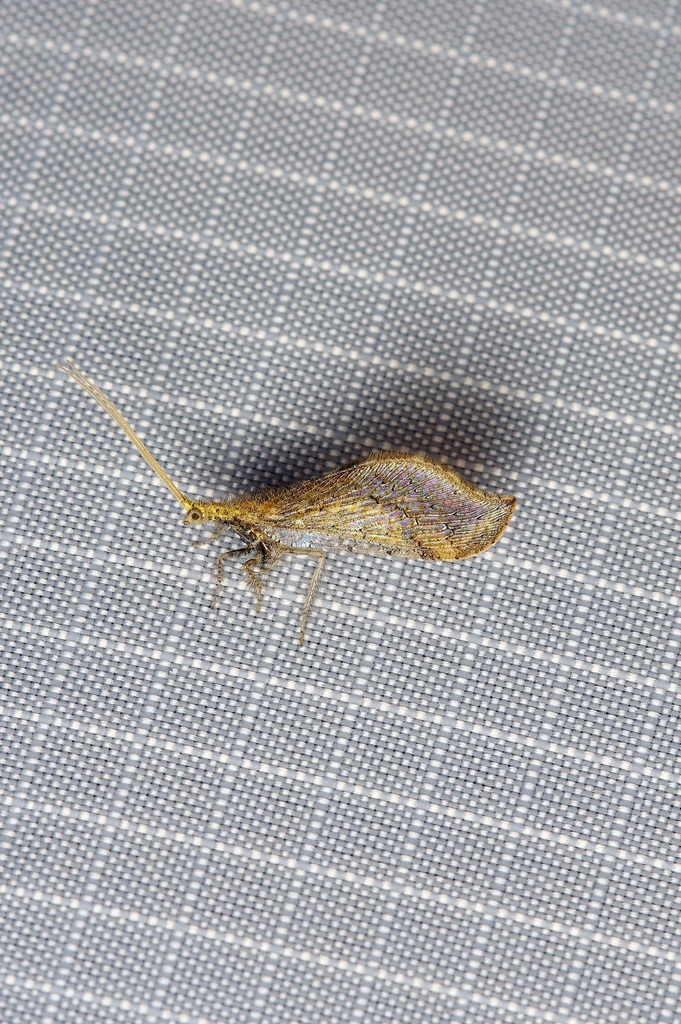 Lomamyia squamosa