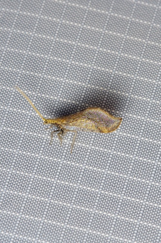 Lomamyia squamosa