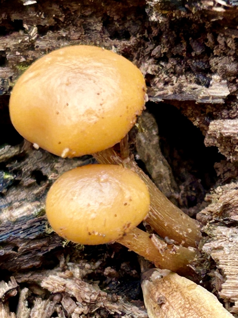 Galerina marginata · December 2025 · photo: © martin_livezey (iNaturalist, cc-by)