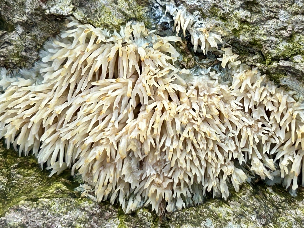 Radulomyces copelandii · December 2025 · photo: © martin_livezey (iNaturalist, cc-by)