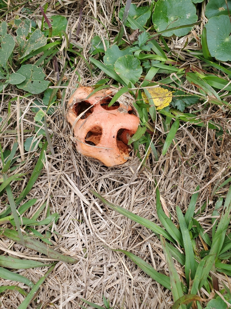 Clathrus columnatus · December 2025 · photo: © bennypoo (iNaturalist, cc-by-nc)