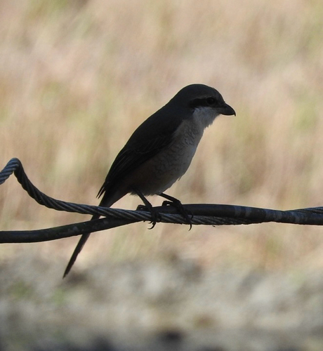 Grey-backed Shrike