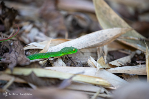 Nabang Pitviper