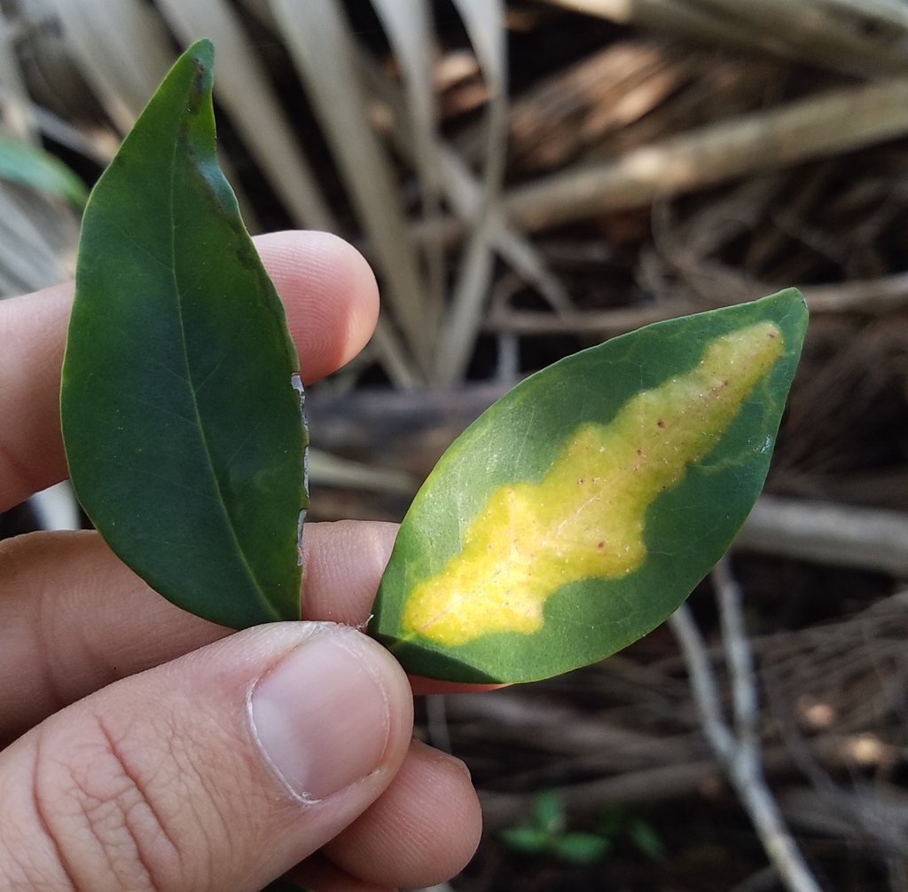Chilocampyla