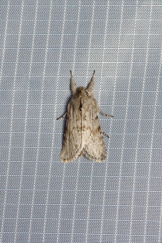 Supralathosea baboquivariensis