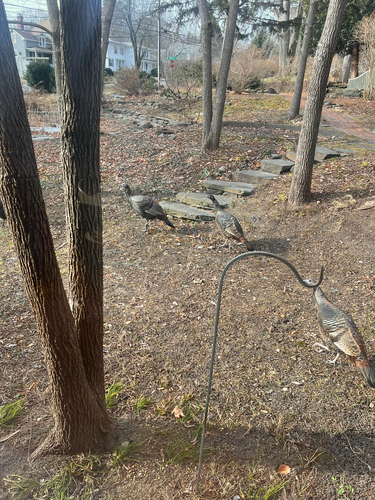 Wild Turkey