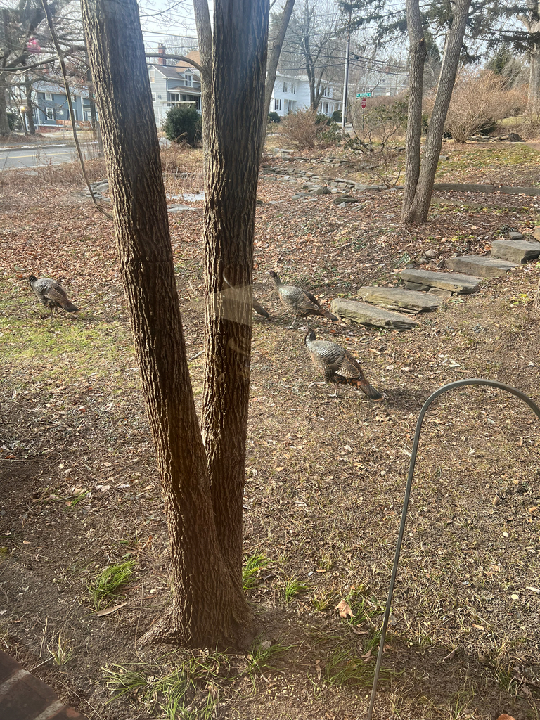 Wild Turkey
