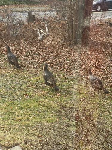 Wild Turkey