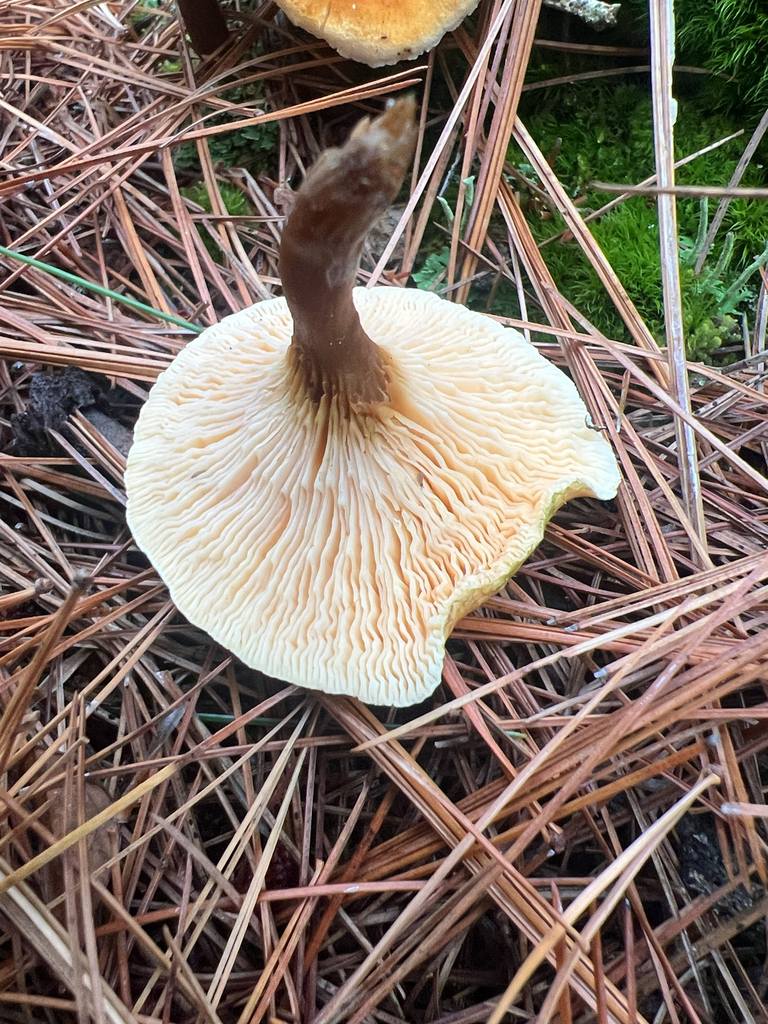 False Chanterelle
