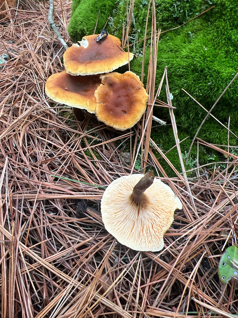 False Chanterelle