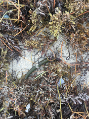 Sargassum