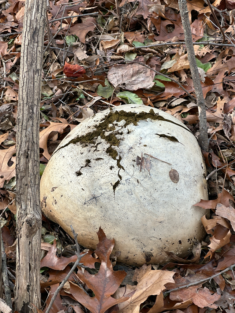 Calvatia gigantea · December 2025 · photo: © betsyyyy (iNaturalist, cc-by-nc)