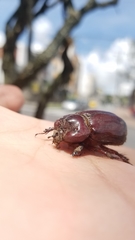 Heterogomphus bourcieri