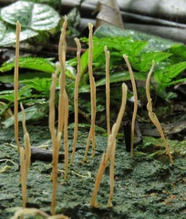 Clavaria neofossicola