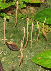 Clavaria neofossicola