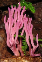 Clavaria schaefferi