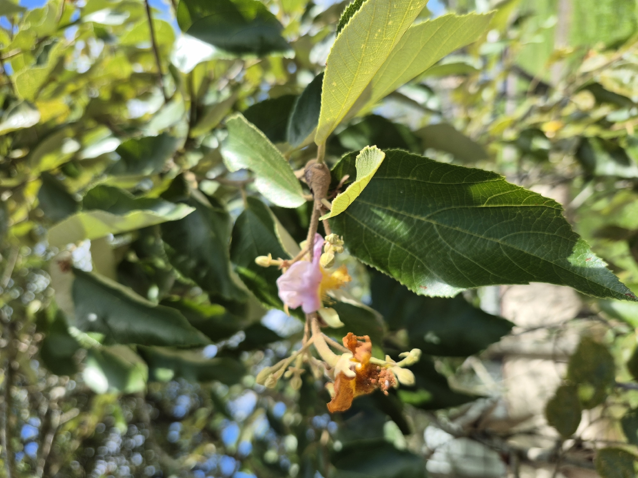Luehea divaricata