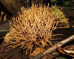 Clavulina amazonensis