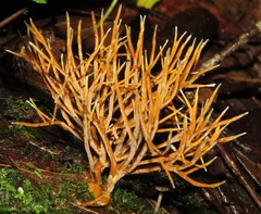 Clavulina amazonensis