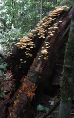 Tricholomopsis aurea