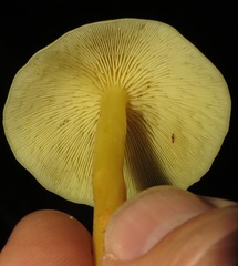 Tricholomopsis aurea