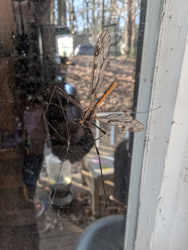 Unknown species found near Woodstock, GA, USA