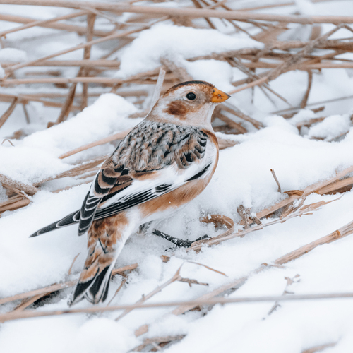 Bruant des neiges, femelle