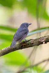 Thamnomanes ardesiacus