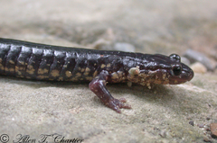 Plethodon wehrlei