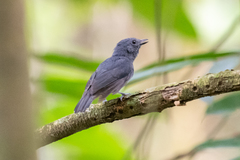 Thamnomanes ardesiacus