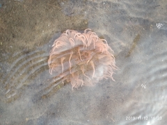 Paracondylactis sinensis