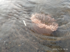 Paracondylactis sinensis