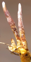 Clavicipitaceae