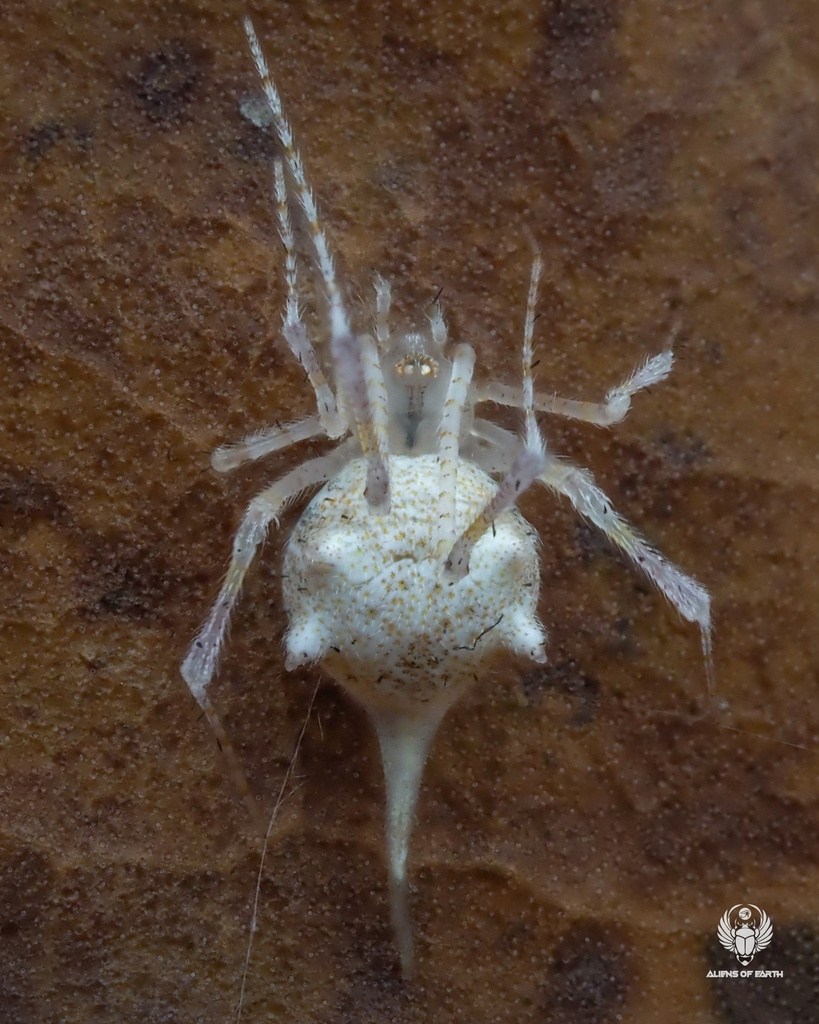 Meotipa cordata