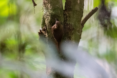 Glyphorynchus spirurus