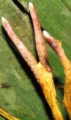 Clavicipitaceae