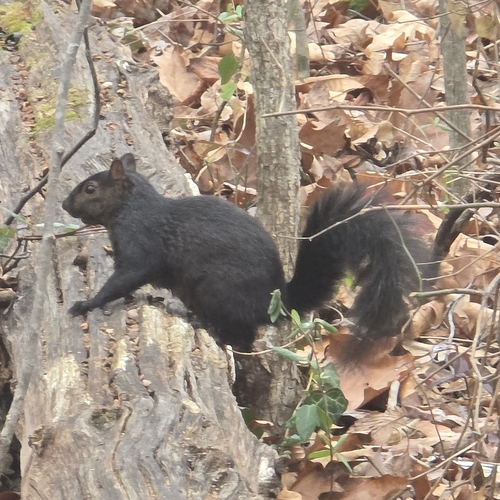 Eastern Gray Squirrel