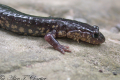 Plethodon wehrlei